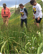 People observing healthy native grassland